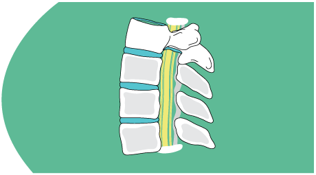 Representation of spine with the vertebra numbered